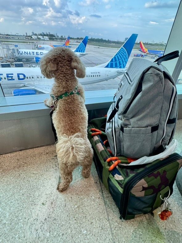 Pet Transport
